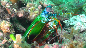 Mantis shrimp